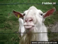 Ziege GIFs Get The Best Gif On GIFER