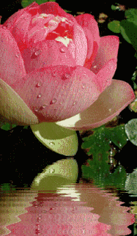 Lotus GIFs - Get the best gif on GIFER