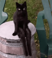 Cat GIFs - Get the best gif on GIFER