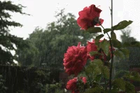 image here