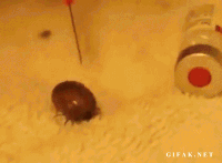 Peroxide Gifs Get The Best Gif On Gifer