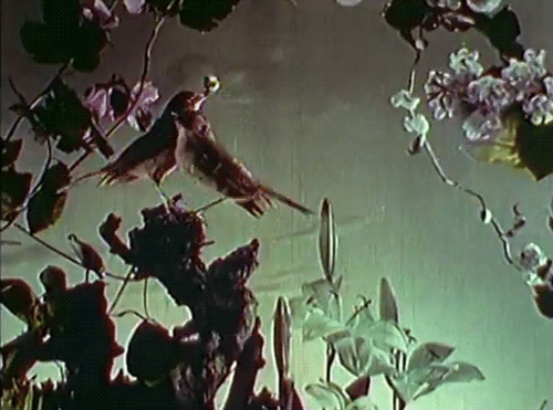 Voice of the nightingale GIFs - Get the best gif on GIFER