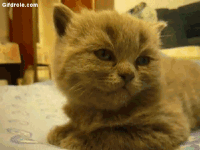Chat ridicule GIFs - Obtenez le meilleur gif sur GIFER