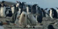Bbc GIFs - Get the best gif on GIFER