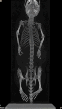 Ct GIFs - Get the best gif on GIFER