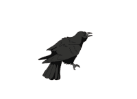 Crow GIFs - Get the best gif on GIFER