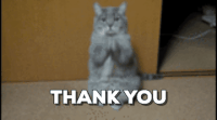 GIF thank you, thank you cat, thank u, best animated GIFs free download 