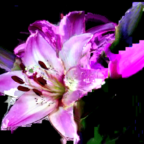 Lily GIFs Get the best gif on GIFER