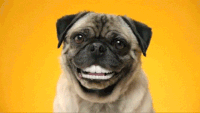 GIFs Smiling Dog GIF