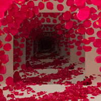 Rose Petals Gifs Get The Best Gif On Gifer
