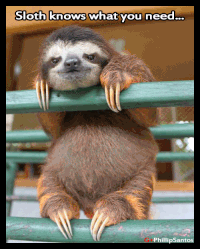 Sloths GIFs - Get the best gif on GIFER