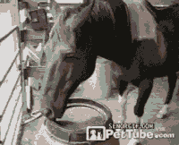 Funny horse GIFs - Get the best gif on GIFER