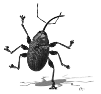 GIF insect, bugs, colin raff, best animated GIFs cockroach, art, digital art, dance, free download collage, weevil, 