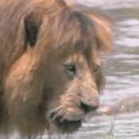 русские слоты