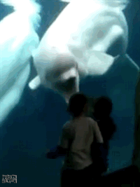 Beluga GIF - Find & Share on GIPHY