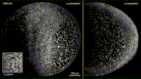 Zebrafish GIFs - Get the best gif on GIFER