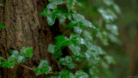 Ivy GIFs - Get the best gif on GIFER