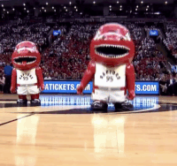 Nba mascots GIF - Conseguir o melhor gif em GIFER
