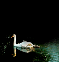 Swan Lake (1981 film) - Wikipedia