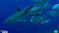 GIFs Sea Shark Fish GIF