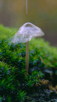 Mushroommovie GIFs - Get the best GIF on GIPHY
