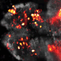 Zebrafish GIFs - Get the best gif on GIFER