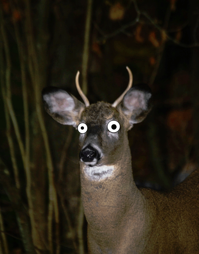 Deerin GIFs Get the best gif on GIFER