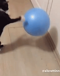 Гифка мяч котенок кошка гиф картинка, скачать анимированный gif на GIFER от  Flameterror