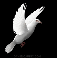 Dove Animated Flying Bird Gif Transparent - pic-whatup