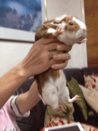 Guinea pig GIFs - Get the best gif on GIFER