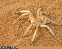 Spider Crab Gifs Get The Best Gif On Gifer