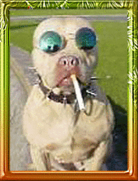 dancing cigarette gif Snoop Dogg GIFs Cigarette dancing dog GIF -