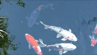 Featured image of post Koi Fish Png Gif Are you searching for koi fish png images or vector