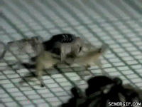 Spider Crab Gifs Get The Best Gif On Gifer