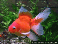 Happy birthday goldfish nyc GIF - Find on GIFER