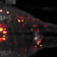 Zebrafish GIFs - Get the best gif on GIFER