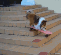 GIF skate, dog, best animated GIFs free download 