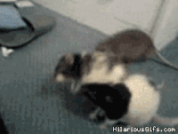 8c98c61af18cd3698e5e02dbe50c21db_w200.gif