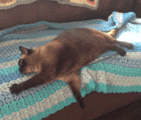 Siamese Cat Gifs Get The Best Gif On Gifer