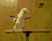 Reallifedoodles GIFs - Get the best gif on GIFER