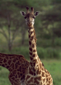 Giraffe GIFs - Get the best gif on GIFER