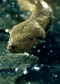 Python GIFs - Get the best gif on GIFER