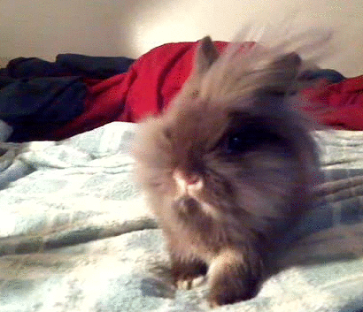 Rabbitbanana GIFs - Get the best gif on GIFER