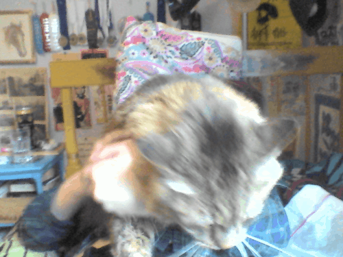 Caaaaaaaaat GIFs - Get the best gif on GIFER