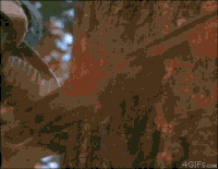 Logging GIFs - Get the best gif on GIFER