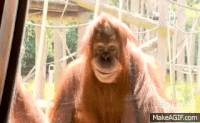 Orangutan GIFs - Get the best gif on GIFER