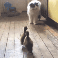 Cat fight GIFs - Obtenez le meilleur gif sur GIFER