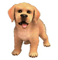 Featured image of post Jumping Dog Gif Transparent A large collection of gifs loading on a transparent or opaque background