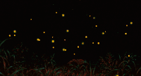 Fireflies GIFs Get the best gif on GIFER