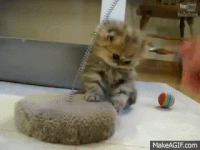pics Geico Flat Tire Gif geico gecko gifs get the best gif on